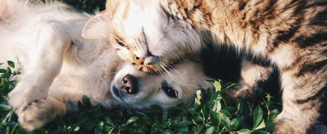 Como manter a produtividade no home office com pet atrapalhando