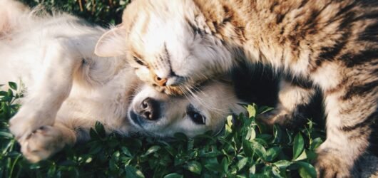 Como manter a produtividade no home office com pet atrapalhando