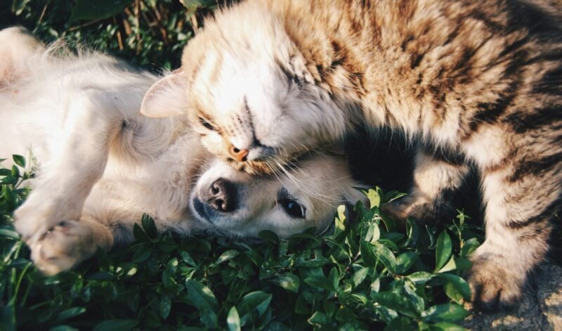 Como manter a produtividade no home office com pet atrapalhando